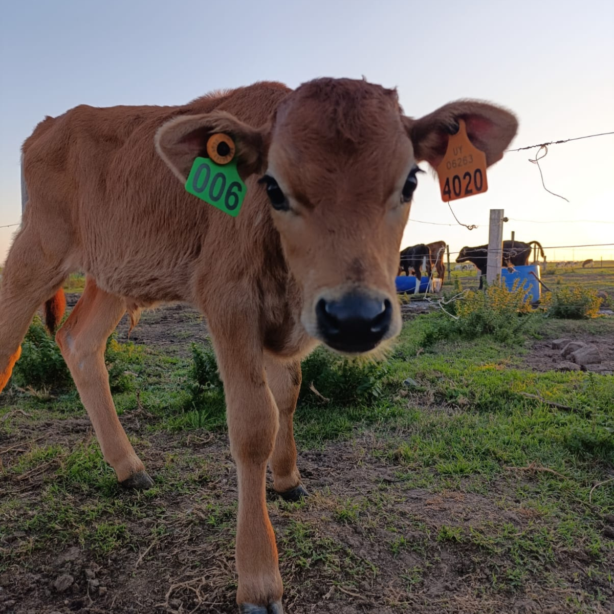 Caravanas GANADER® Premium N°4 Numerada