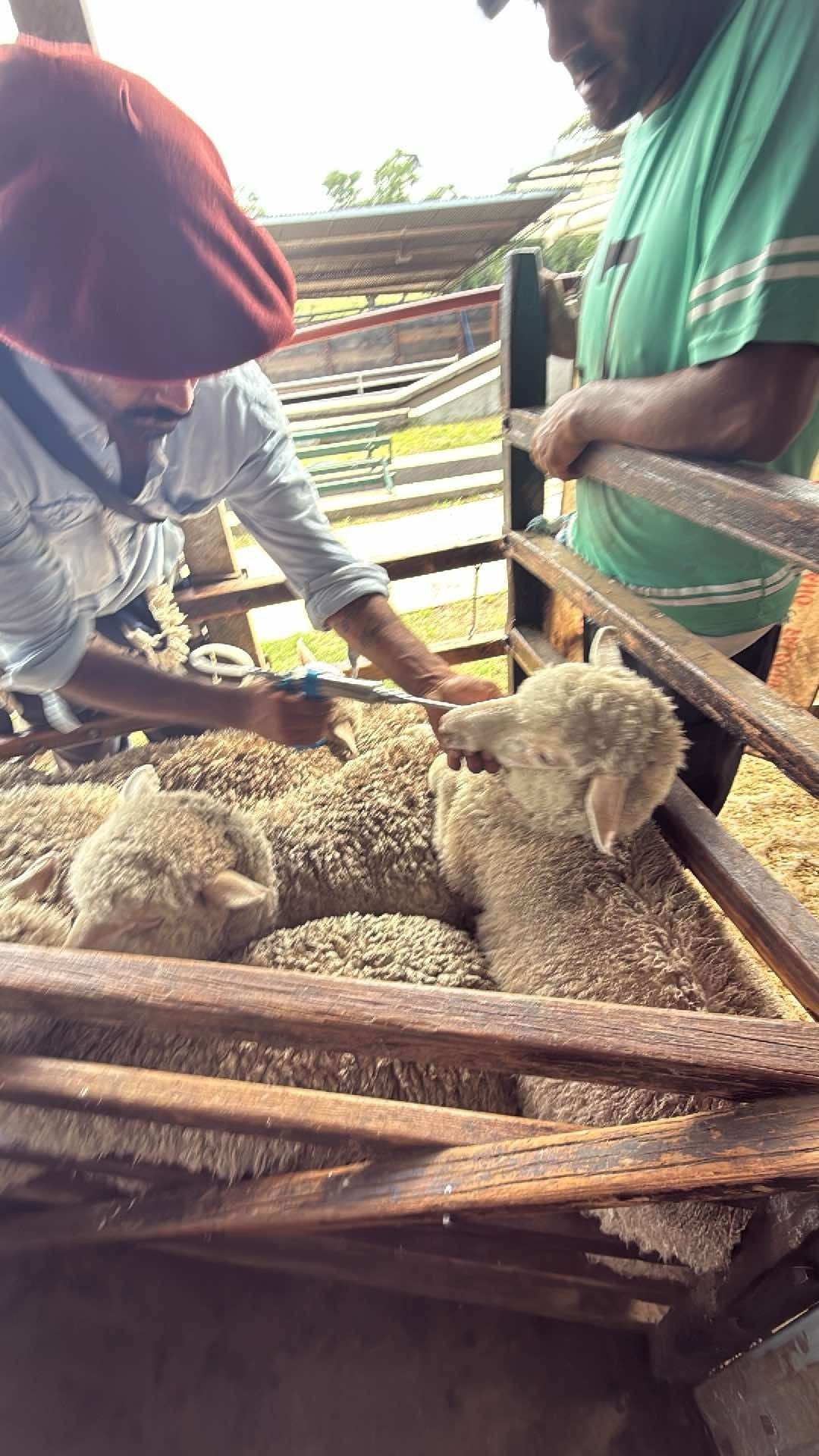 Jeringa de Flujo Continuo 30cc + Frasco 2.5L