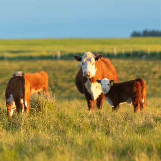 La condición corporal: Punto de partida del entore