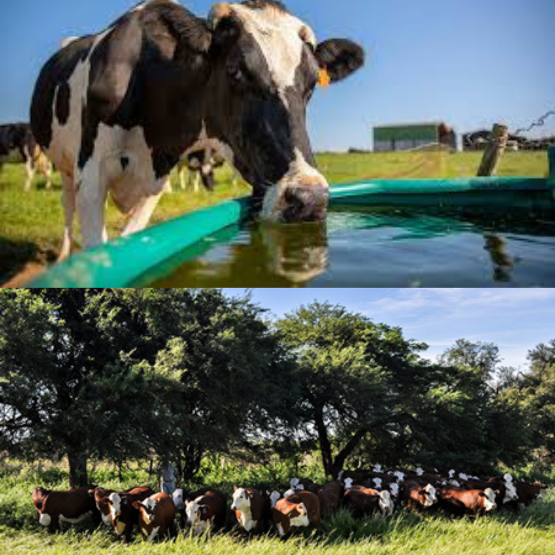 Estrés térmico en el rodeo: