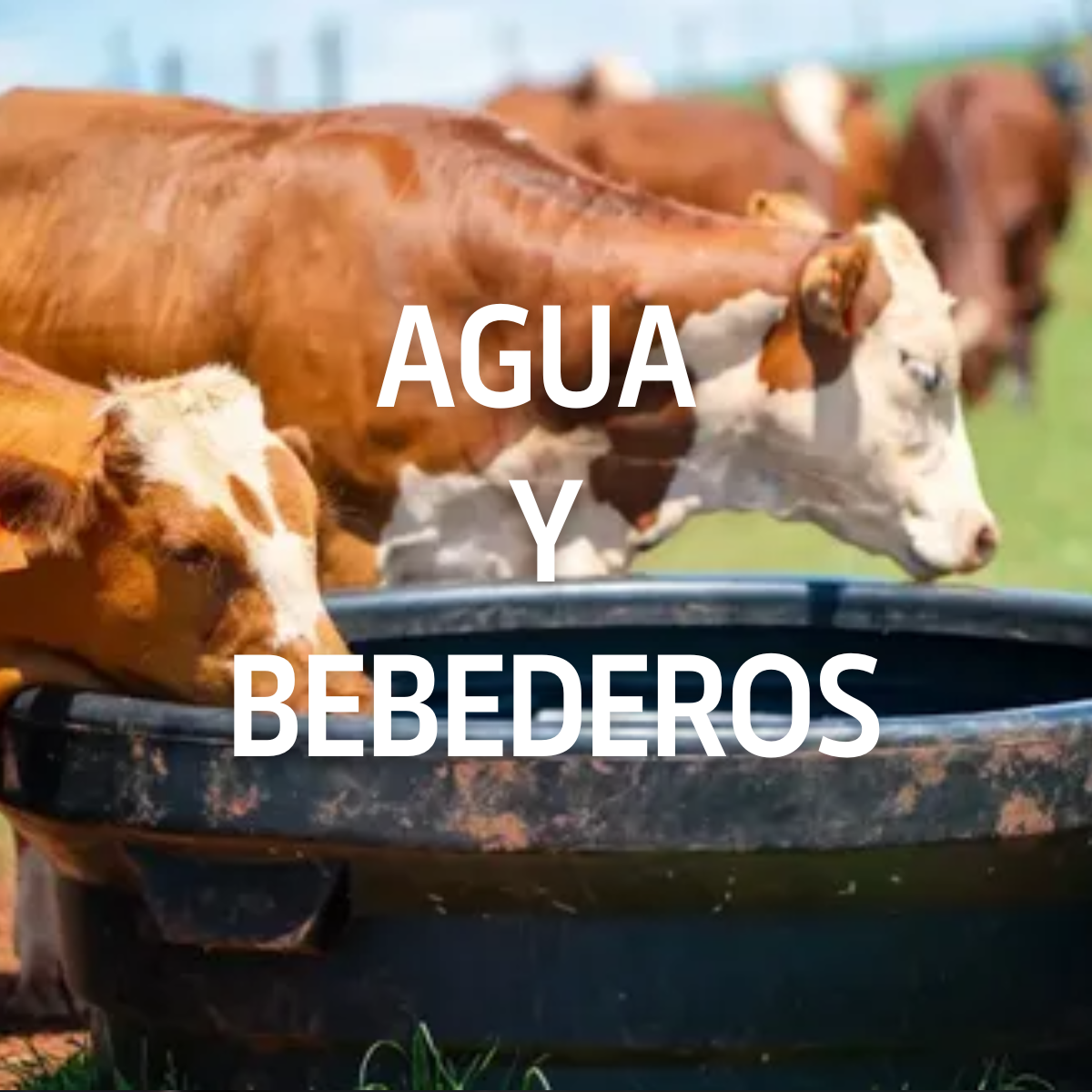 Agua y Bebederos
