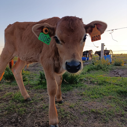 Caravanas GANADER® Premium N°4 Numerada